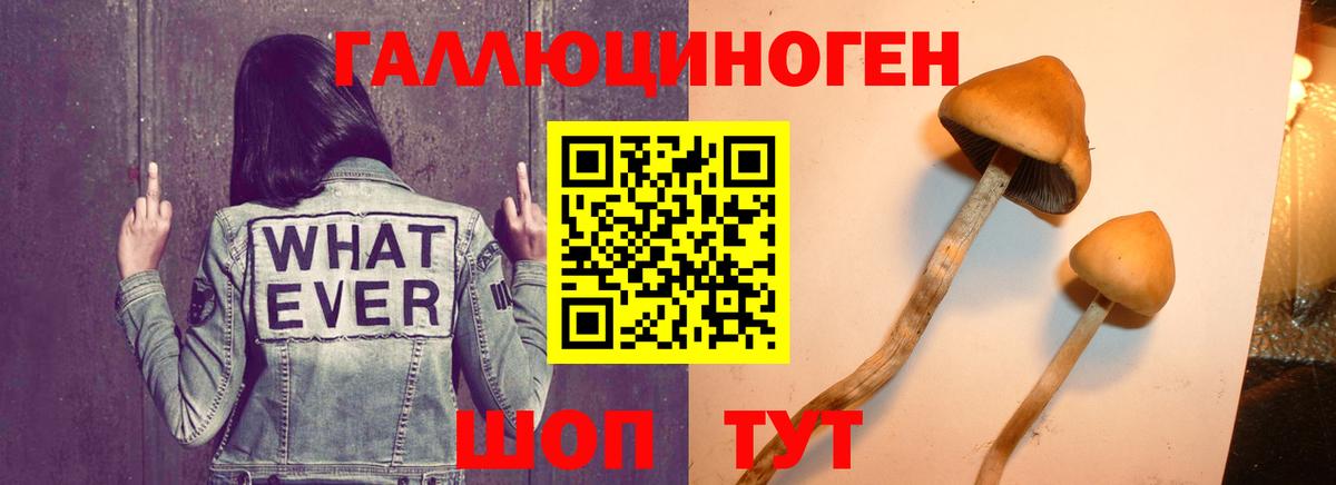 Киселёвск  Галлюциногенные грибы Psilocybine cubensis  Вход с VPN 